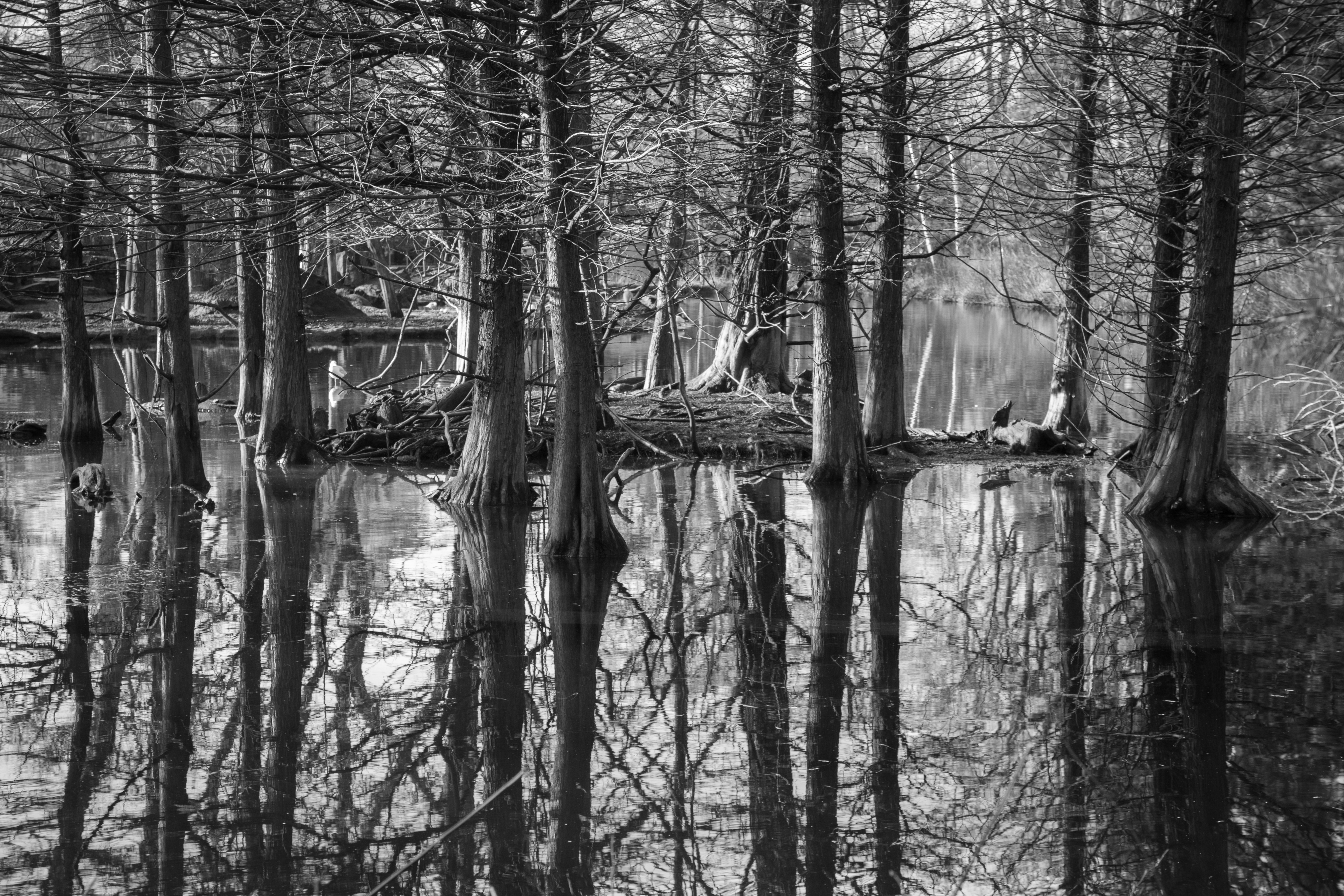 black-and-white-forest-trees-branches